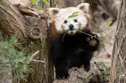 Edukáció és fajmegőrzés áll a középpontban Bécsben